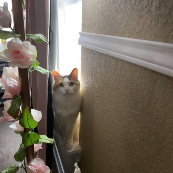 Meet your Posher, Jen - Picture 3 of 14